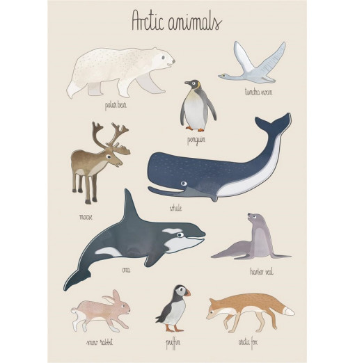 Póster Arctic animals - Sebra
